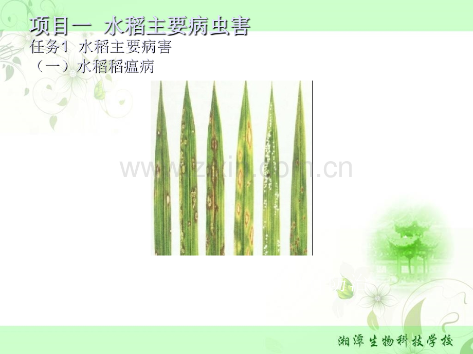 农艺作物病虫草害绿色防控技术.pptx_第1页