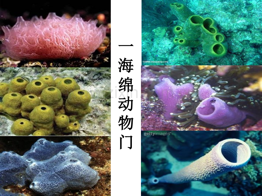 动物界生物课件.pptx_第1页