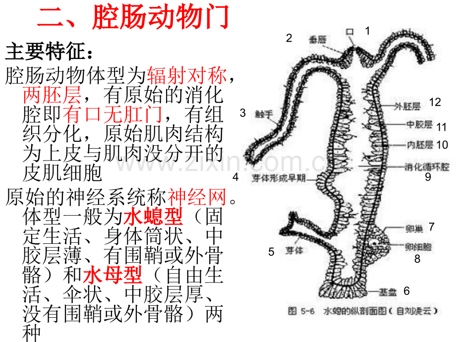 动物界生物课件.pptx_第2页