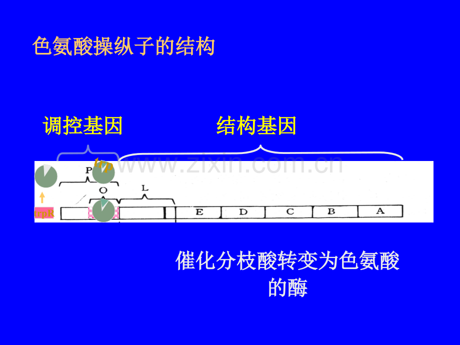 原核基因表达调控.pptx_第1页