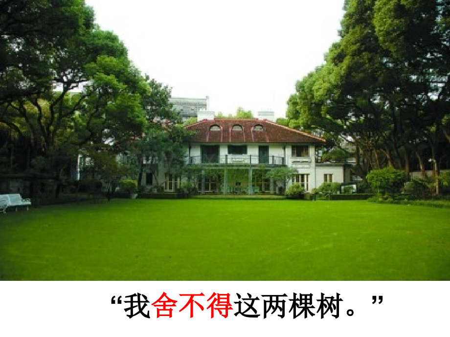 宋庆龄故居的樟树时分析.pptx_第2页