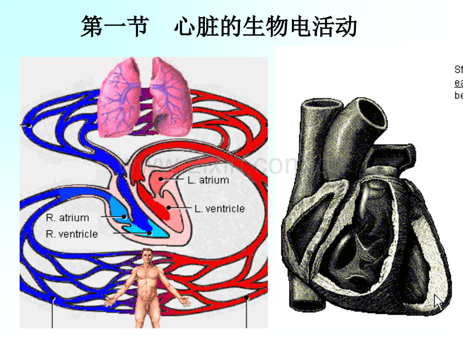 循环1心脏的生物电活动.pptx_第2页