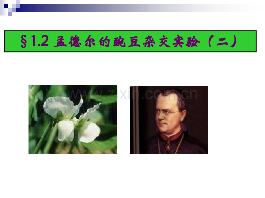 孟德尔的豌豆杂交实验二1.pptx_第1页