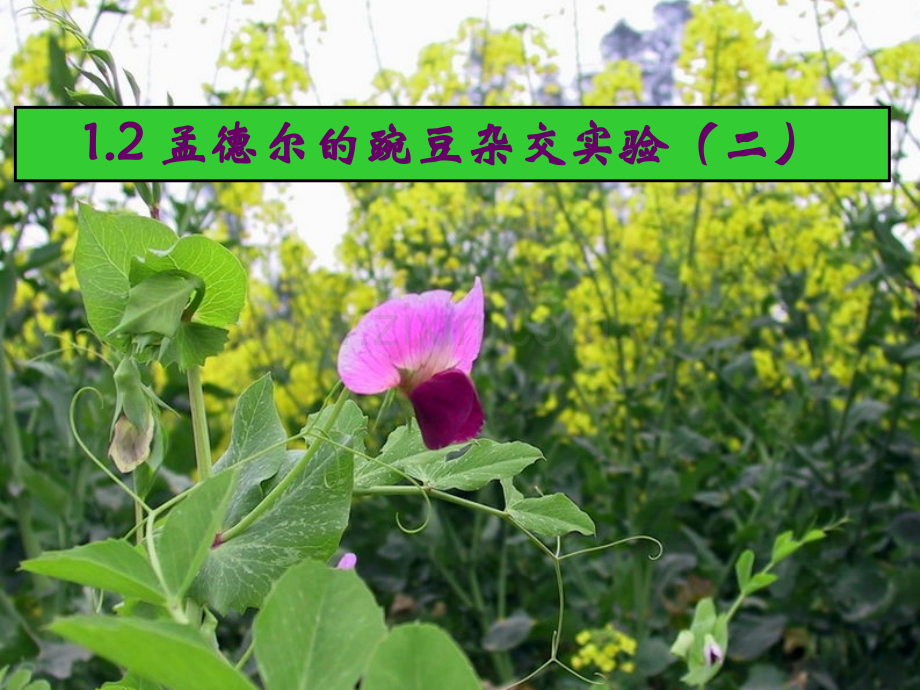 孟德尔自由组合定律二精美.pptx_第1页