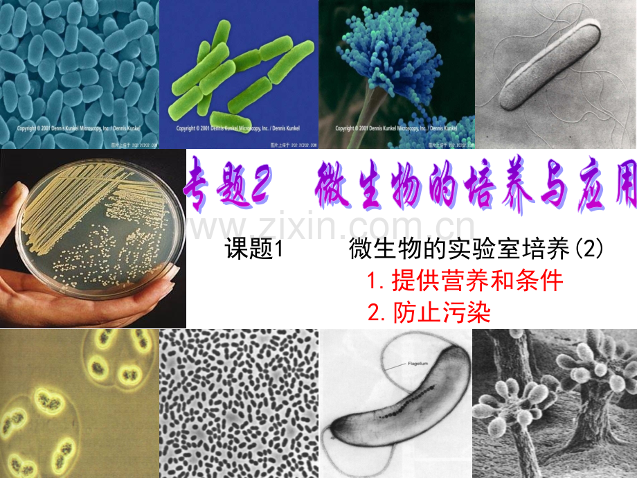 微生物的实验室培养版.pptx_第1页