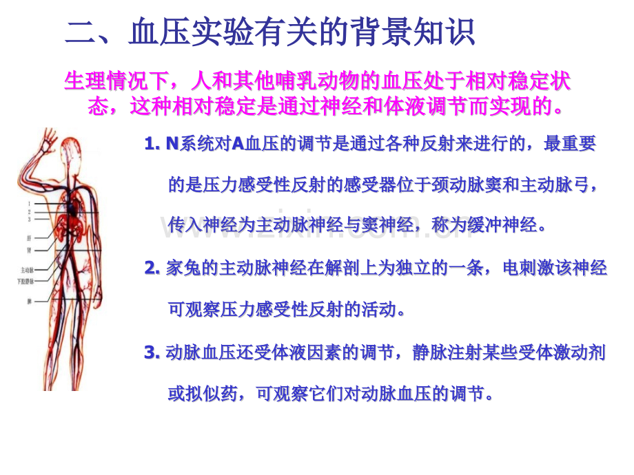 家兔动脉血压的神经体液调节.pptx_第2页