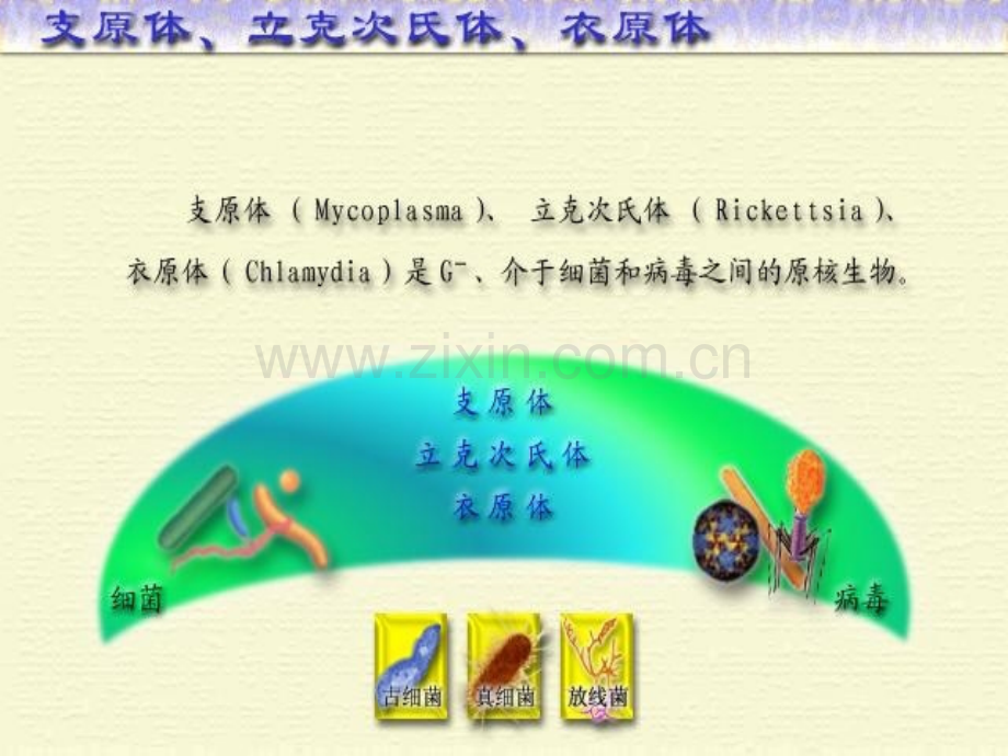 微生物学教程三体.pptx_第2页