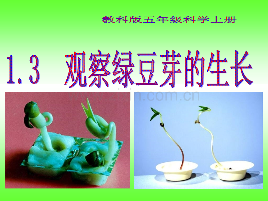 教科版科学观察绿豆芽的生长.pptx_第1页