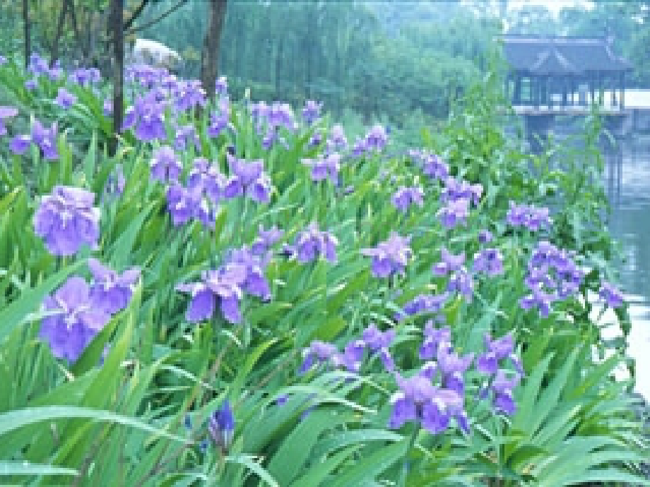八年级语文上册大自然的语言人教新课标版.pptx_第2页