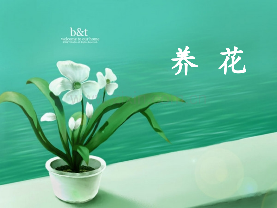 小学语文养花.pptx_第1页