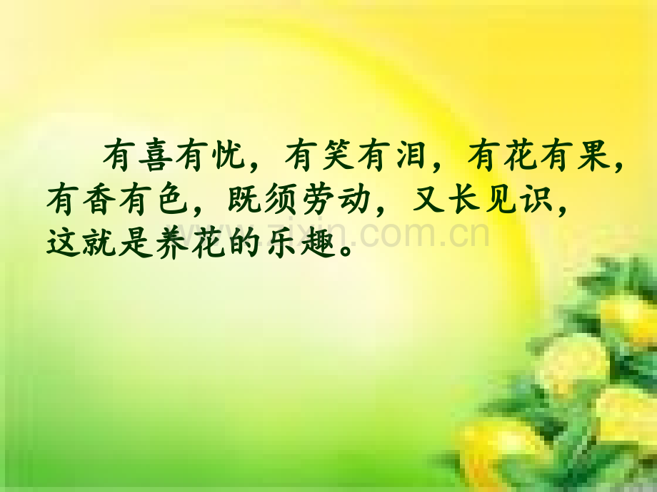 小学语文养花.pptx_第2页