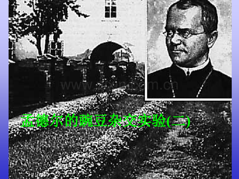 孟德尔豌豆杂交实验2.pptx_第1页