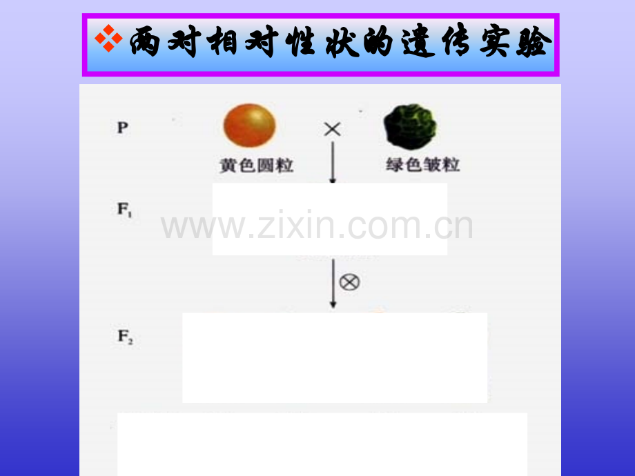 孟德尔豌豆杂交实验2.pptx_第2页