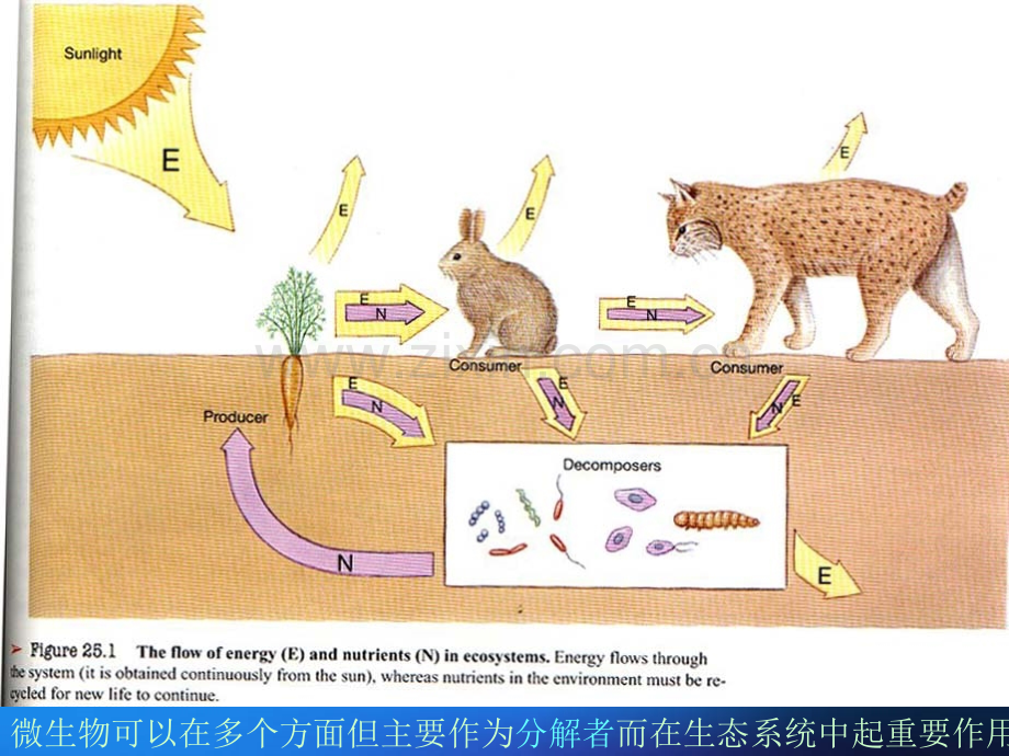 微生物生态学.pptx_第2页