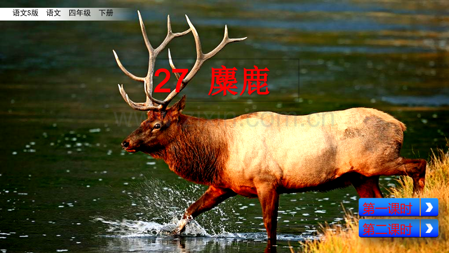 四年级下册语文27麋鹿语文S版共40张.pptx_第1页
