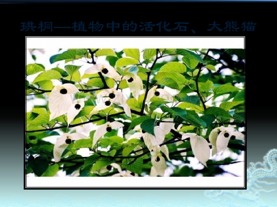 国家一级保护植物.pptx_第2页