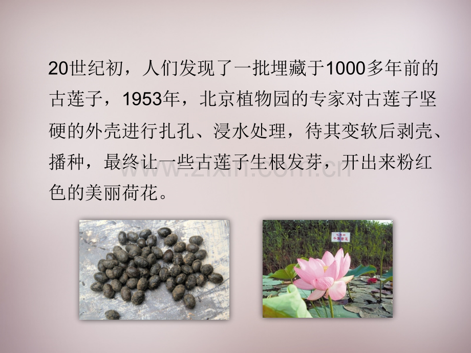 八年级生物上册种子萌发新版济南版000001.pptx_第2页