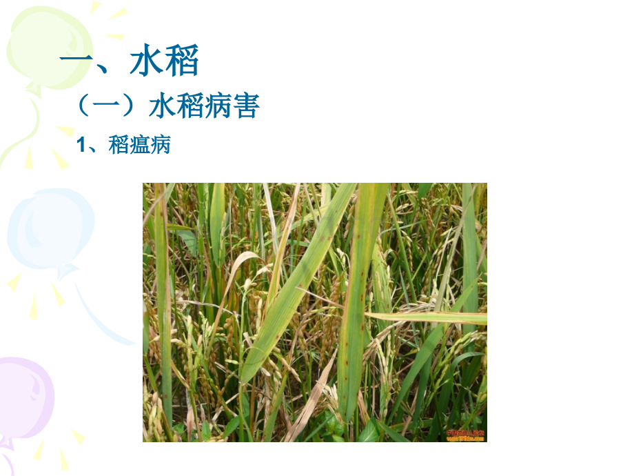 农作物病虫害图解.pptx_第2页