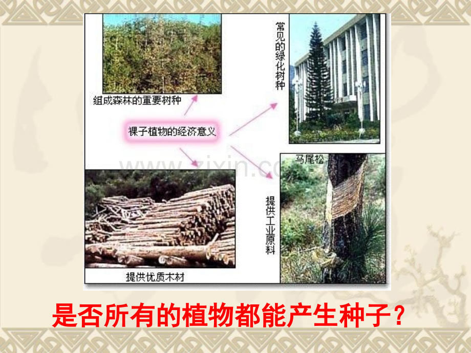 常见的植物时.pptx_第1页