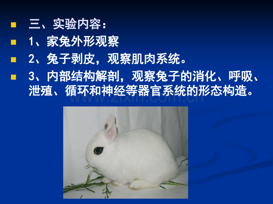 实验六-兔子的解剖.pptx_第2页