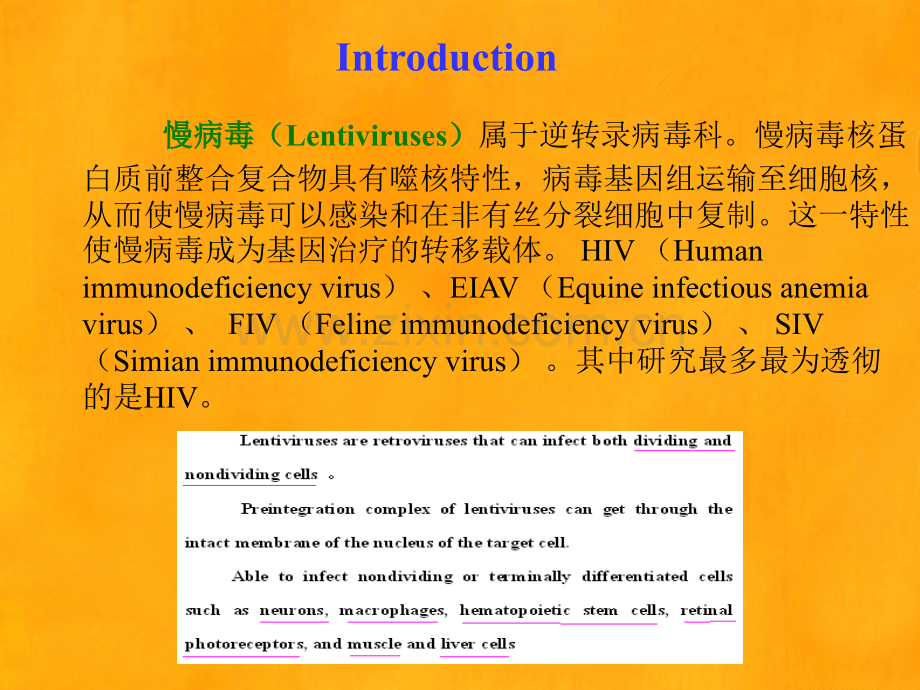 慢病毒载体的构建方法.pptx_第2页