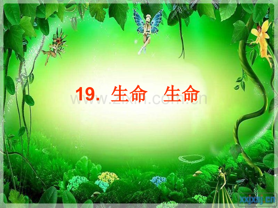 小学语文生命生命.pptx_第2页
