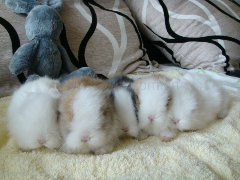 小兔聪聪看图写话.pptx_第1页