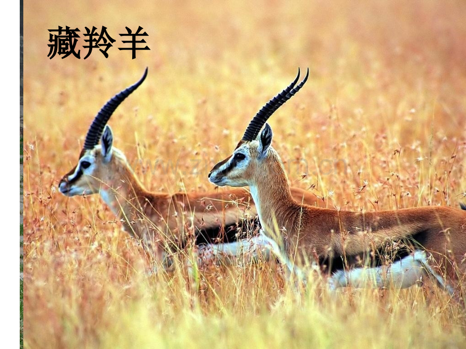初一政史地海拔最高牧区.pptx_第1页