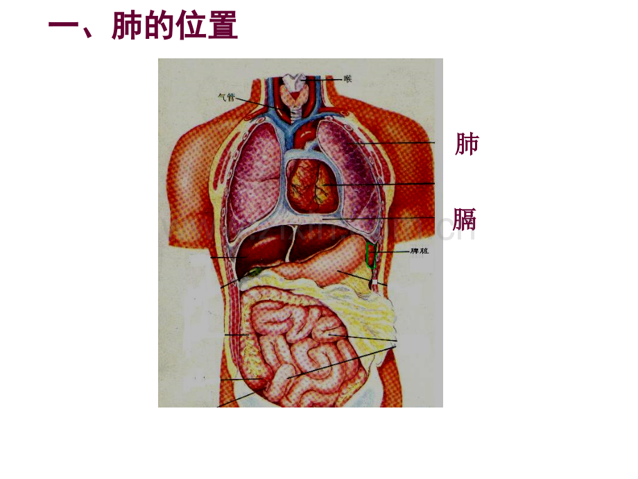 发生在肺内的气体交换4.pptx_第2页