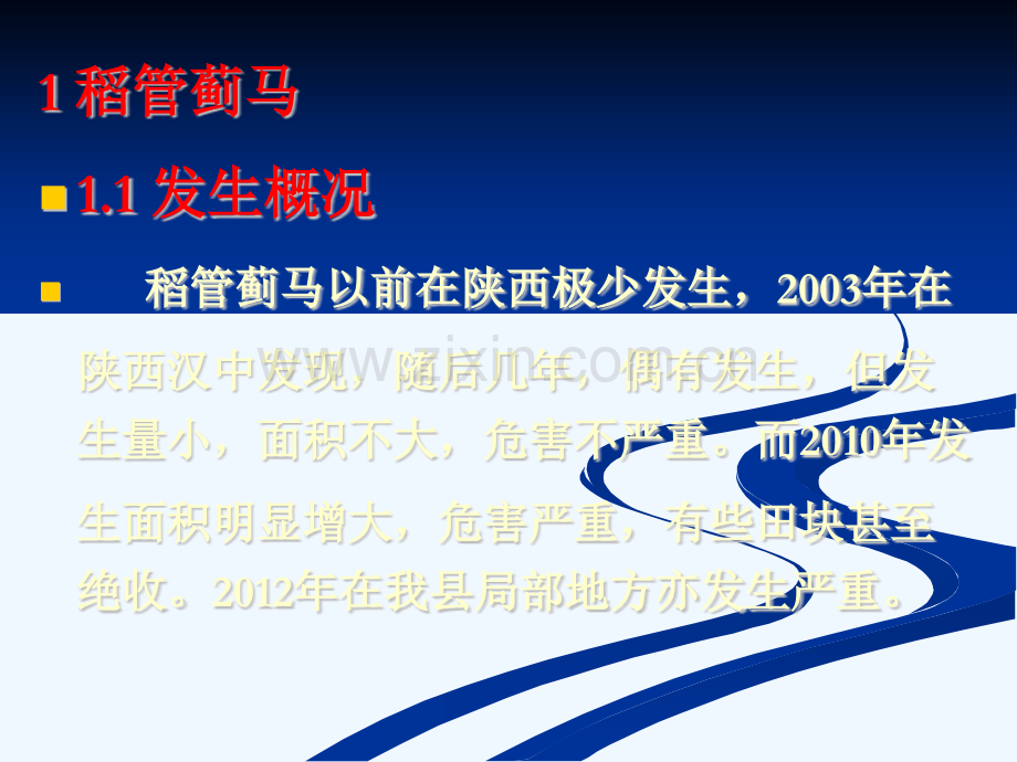 稻管蓟马危害特症与防治方法.pptx_第1页
