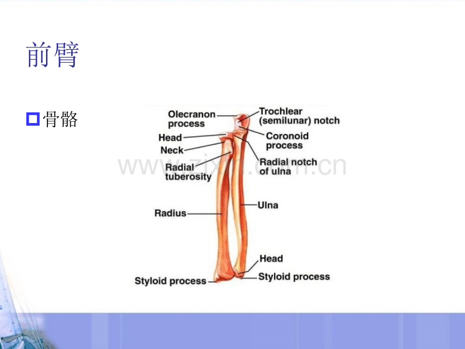 关节松动术上肢技术肩肘前臂.pptx_第2页