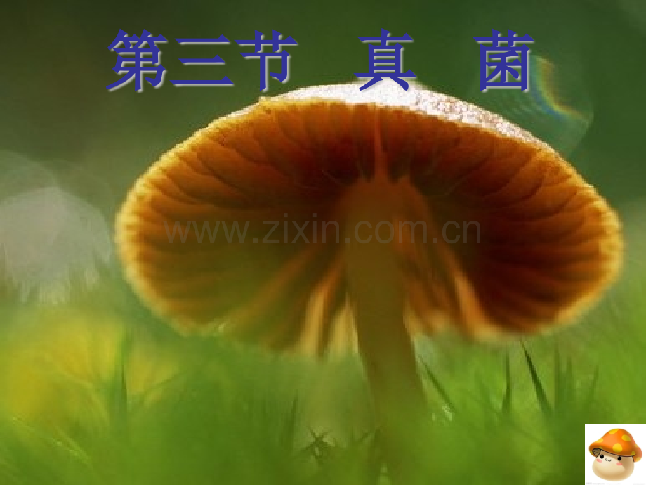八年级生物真菌PPT课件.pptx_第1页