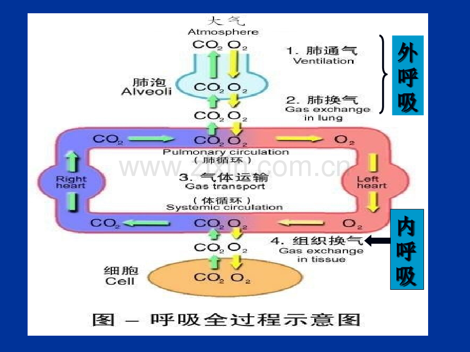 动物生理学呼吸生理.pptx_第2页