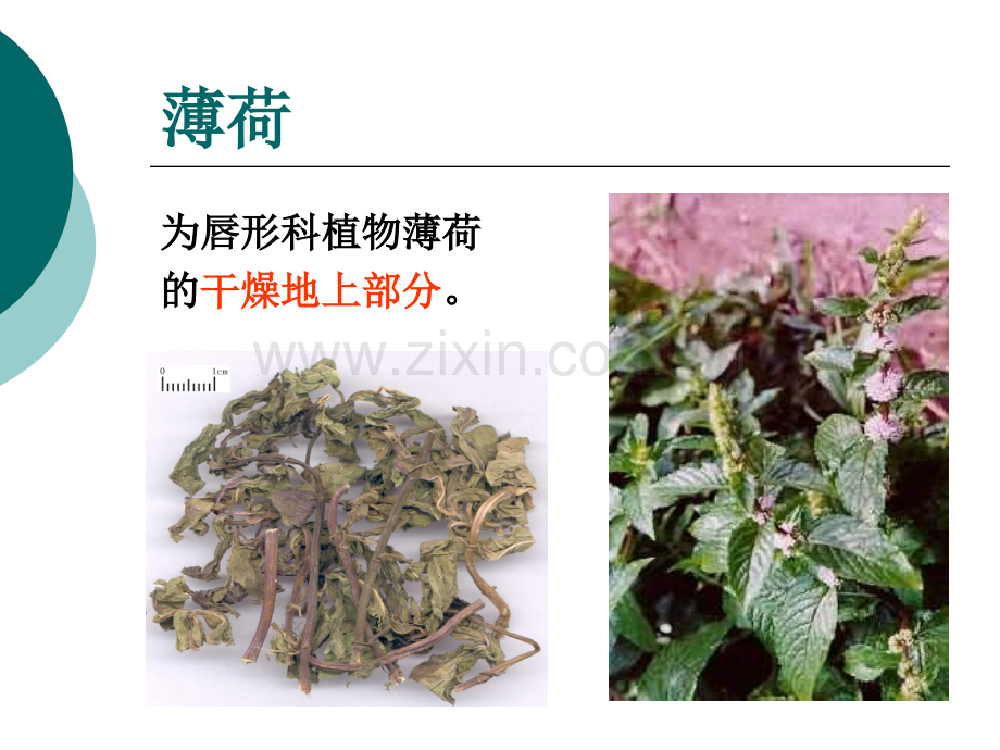 发散风热药.pptx_第2页