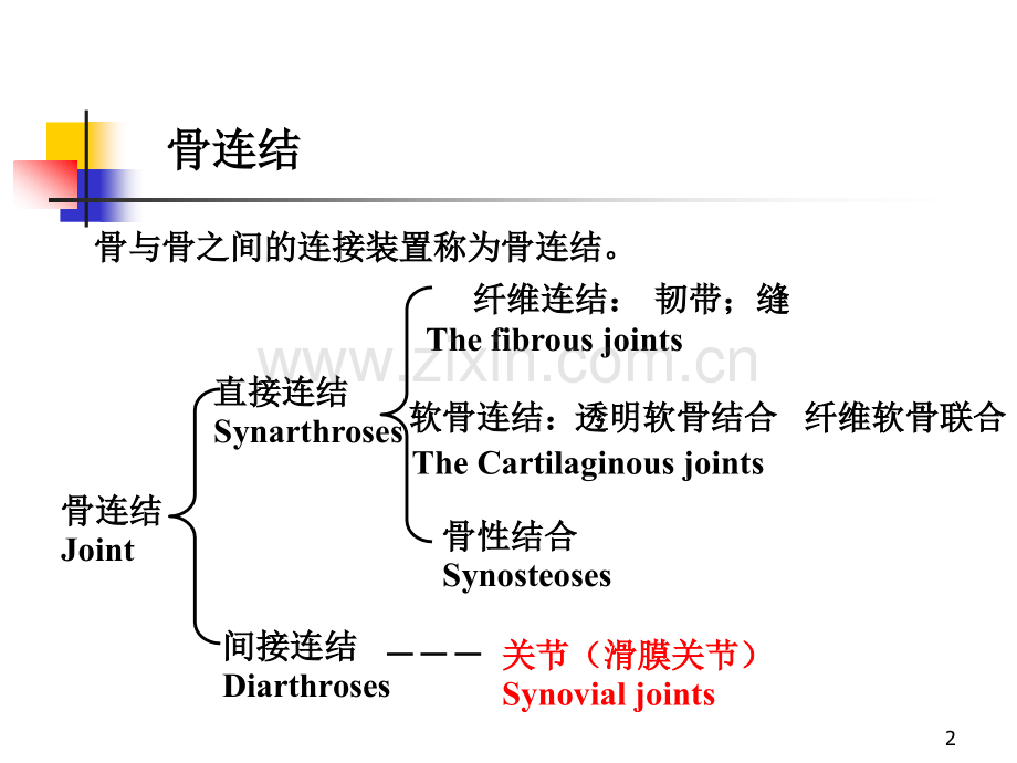 关节学肌学总论.pptx_第2页