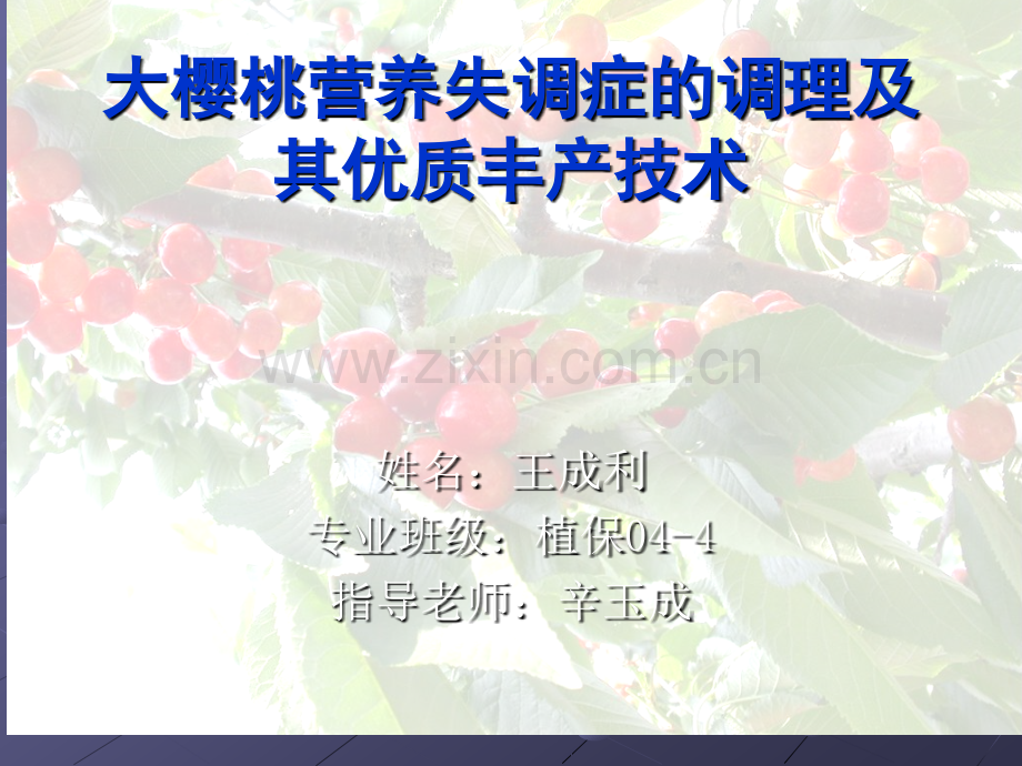 大樱桃营养失调症的调理及其优质丰产技术.pptx_第1页