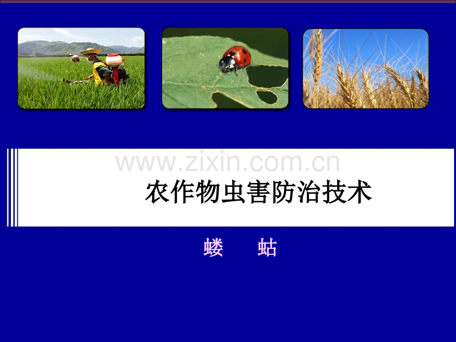 农作物虫害防治技术蝼蛄.pptx_第1页