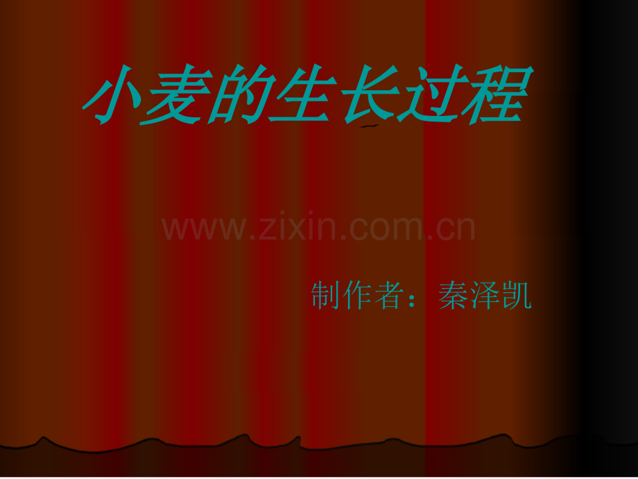 小麦的生长过程.pptx_第1页