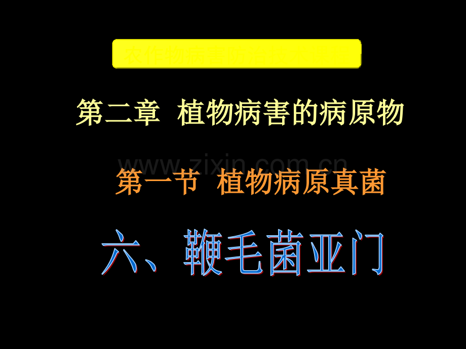 孢子囊无乳状突起.pptx_第1页
