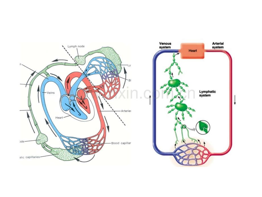 淋巴系统-解剖.pptx_第2页