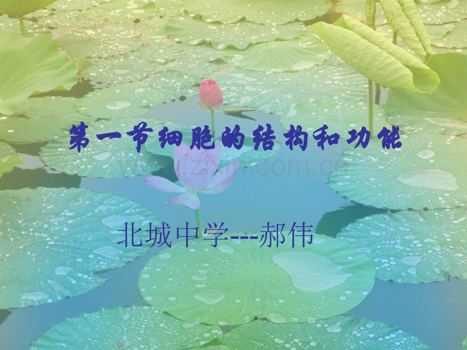 初一生物细胞的结构和功能.pptx_第1页