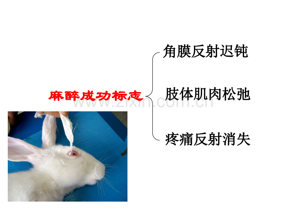 家兔的麻醉气管插管颈总动脉插管.pptx_第2页