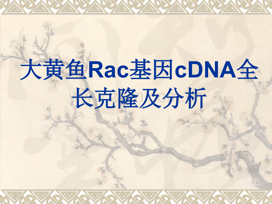 大黄鱼Rac基因cDNA全长克隆及分析.pptx_第1页