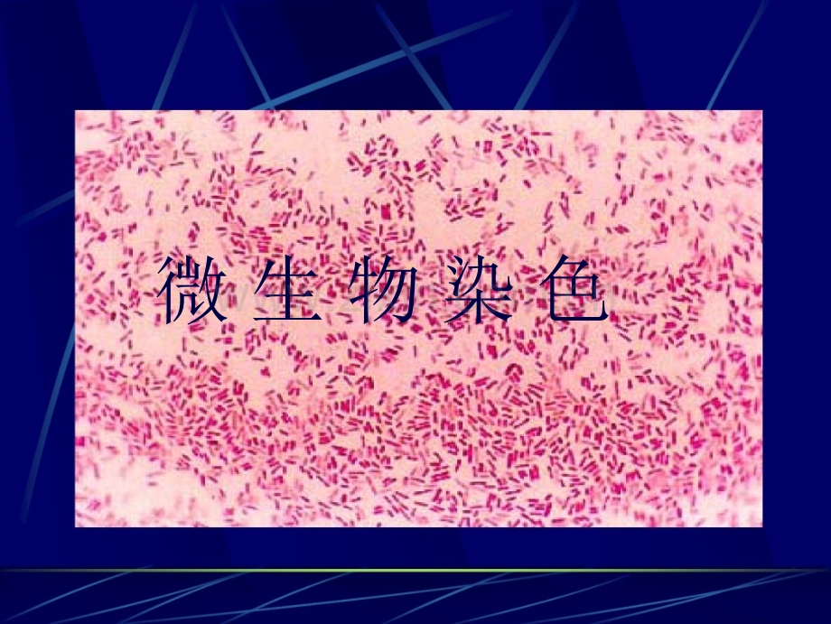 微生物染色.pptx_第1页