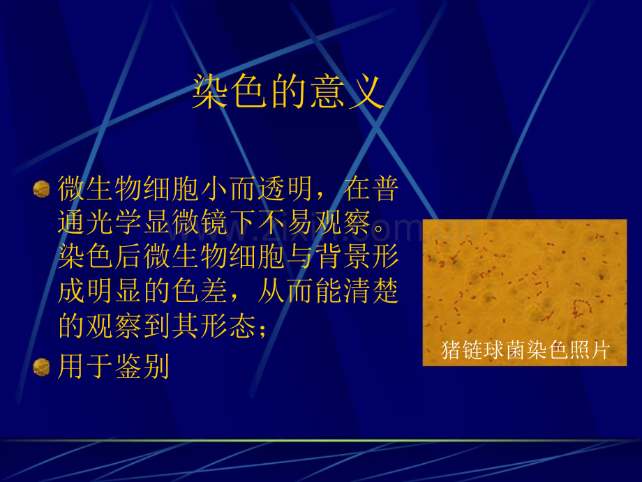微生物染色.pptx_第2页