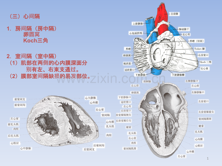 心血管系统.pptx_第1页