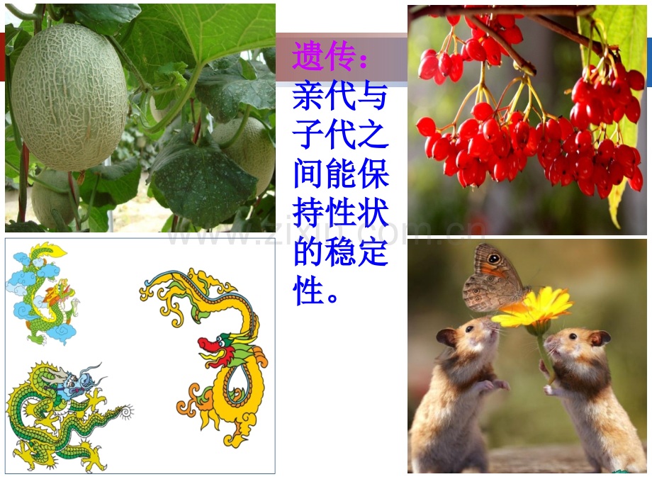 分离规律试验优质课剖析.pptx_第1页