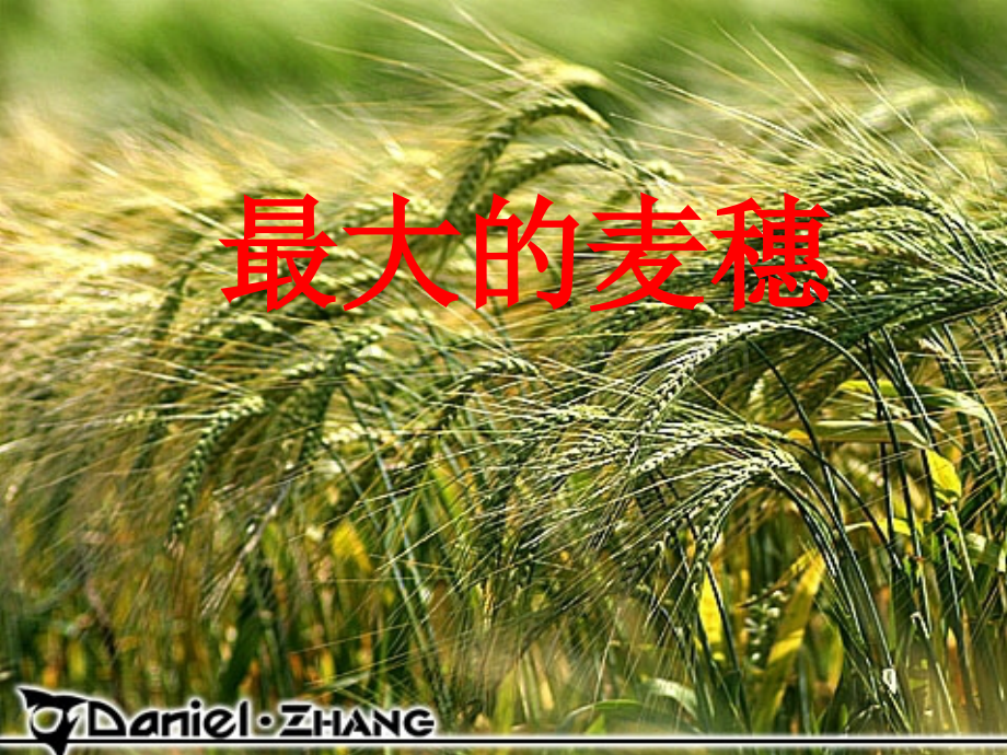 六年级下册最大的麦穗.pptx_第1页