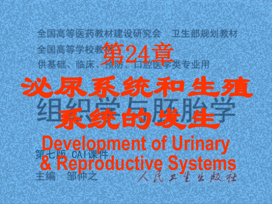 泌尿系统和生殖系统的发生.pptx_第1页