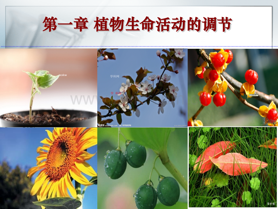 浙科版植物激素调节.pptx_第1页